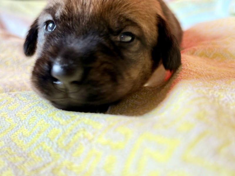 Wurf Cane Corso/Flat mit Broholmer