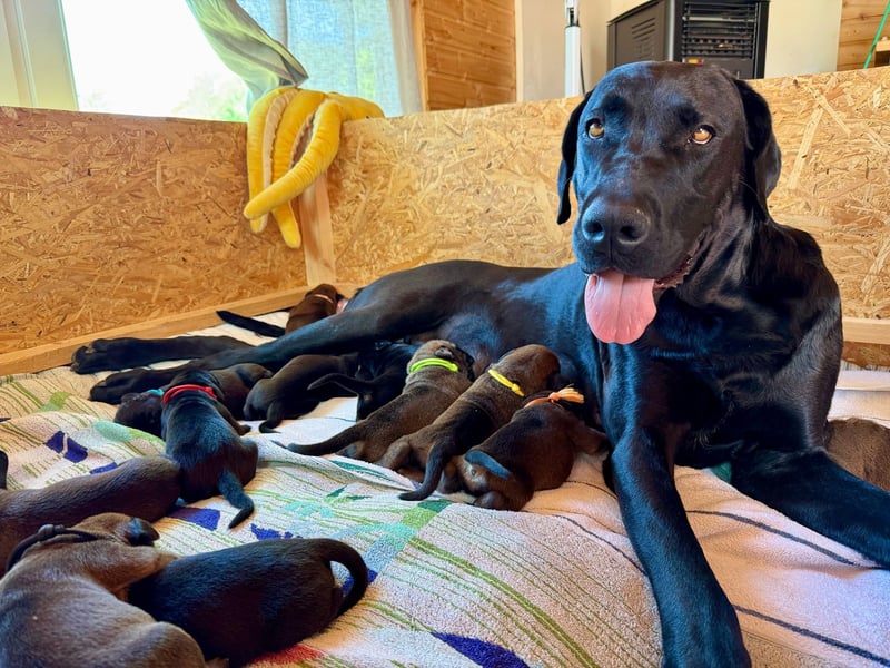 Wurf Cane Corso/Flat mit Broholmer