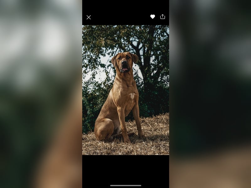 Jack – Ein Broholmer mit Klasse und Charakter!