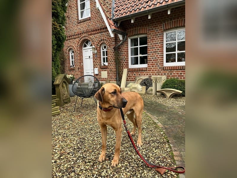 Jack – Ein Broholmer mit Klasse und Charakter!