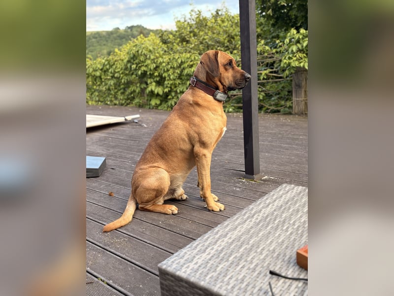 Jack – Ein Broholmer mit Klasse und Charakter!