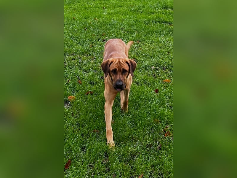 Jack – Ein Broholmer mit Klasse und Charakter!