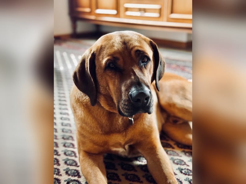 Jack – Ein Broholmer mit Klasse und Charakter!