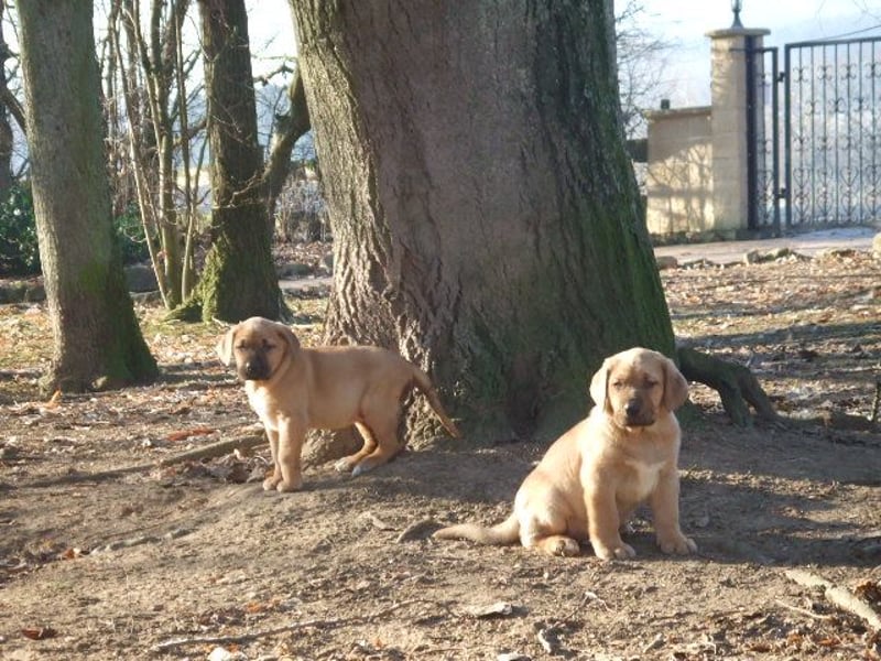 Broholmer Welpen.