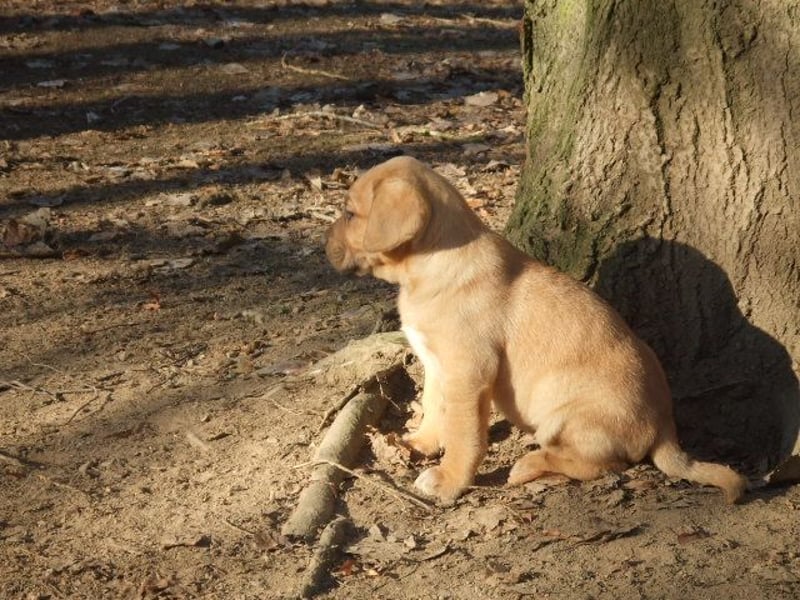 Broholmer Welpen.