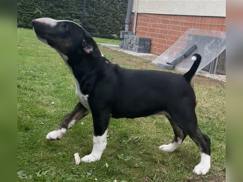 Miniatur Bullterrier