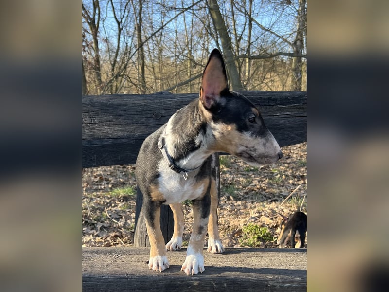 Miniatur Bullterrier Hündin (Welpe)