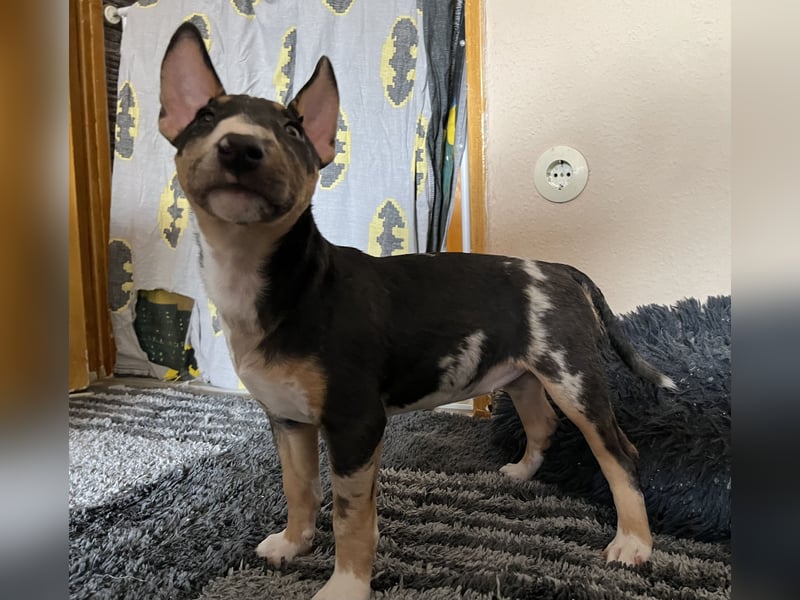 Miniatur Bullterrier Welpen