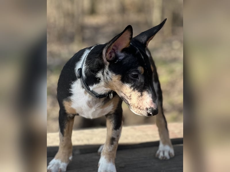 Miniatur Bullterrier Welpen