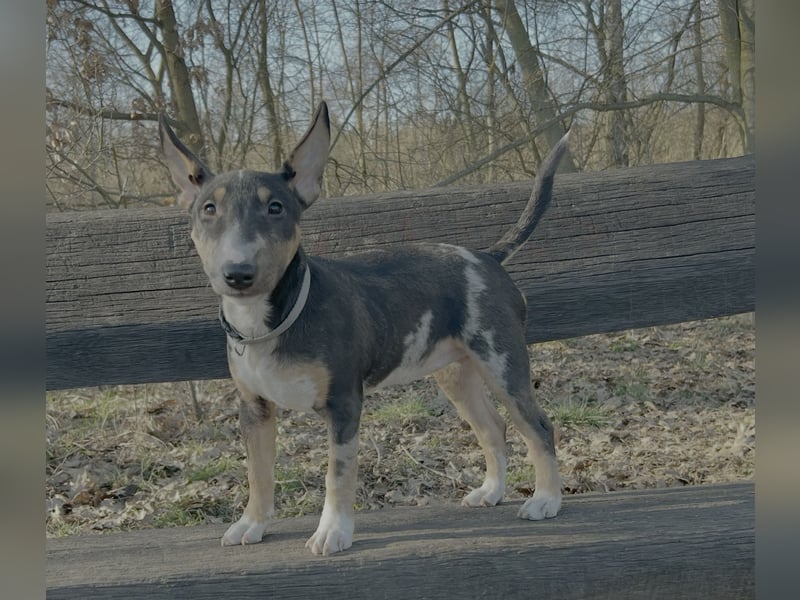 Miniatur Bullterrier Hündin (Welpe)