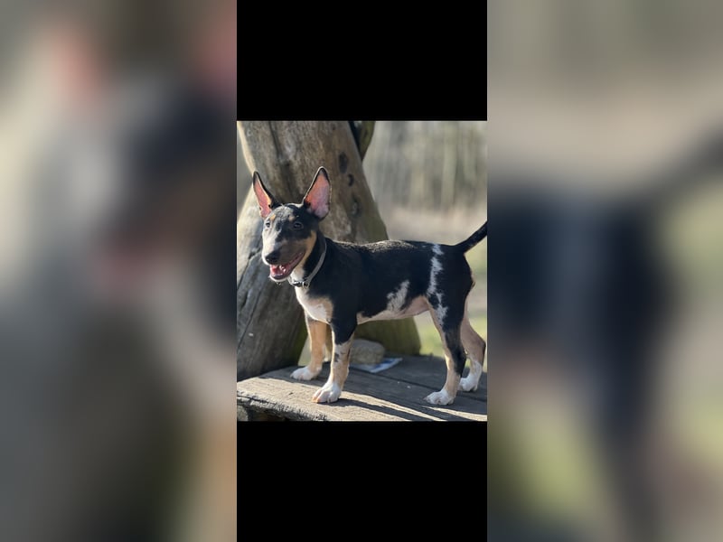 Miniatur Bullterrier Welpen