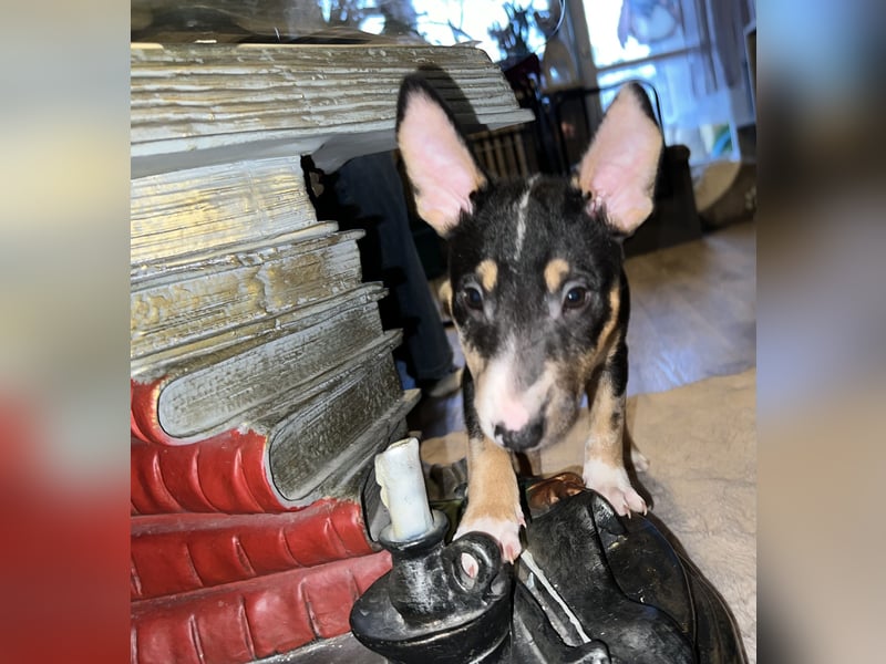 Miniatur Bullterrier Welpen