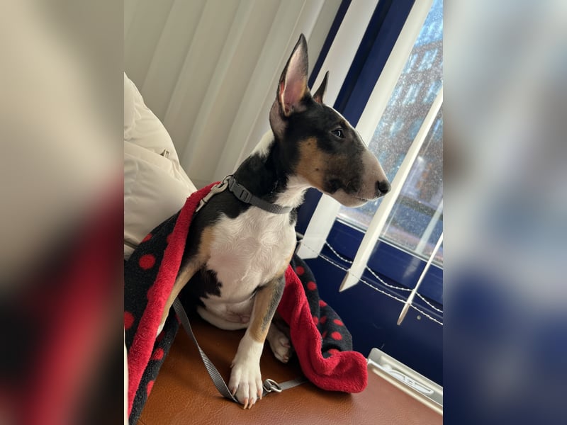 Miniatur Bullterrier Welpen