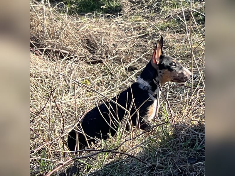 Miniatur Bullterrier Hündin (Welpe)