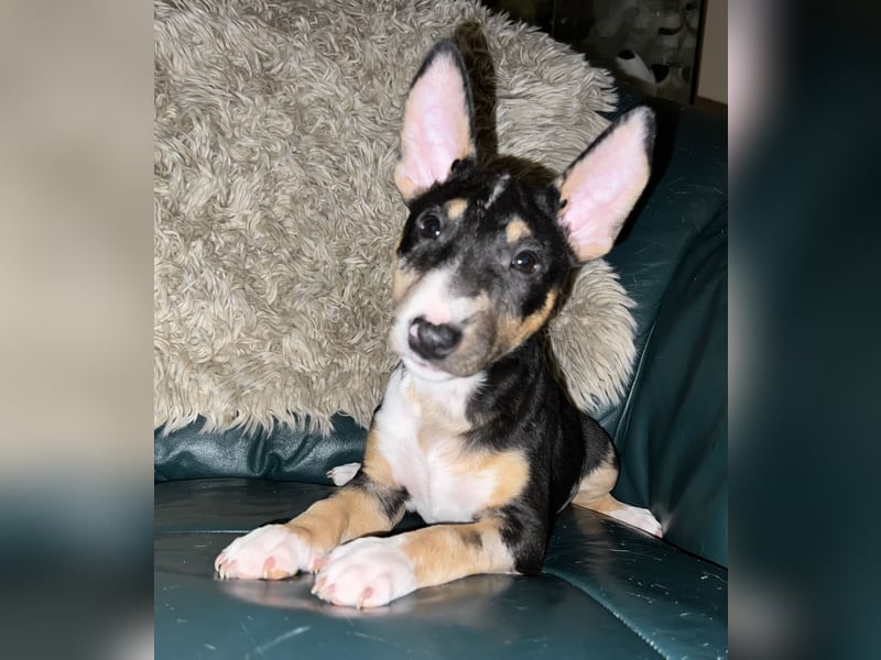 Miniatur Bullterrier Welpen