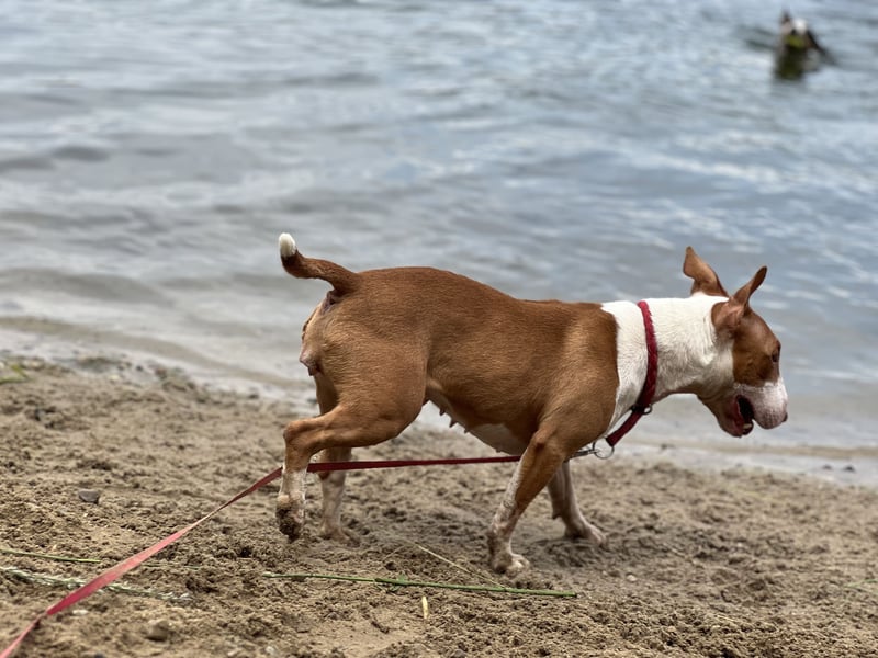 Miniatur Bullterrier Hündin