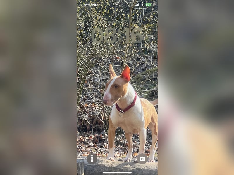 Miniatur Bullterrier Hündin