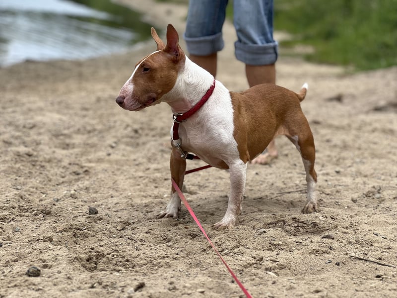 Miniatur Bullterrier Hündin