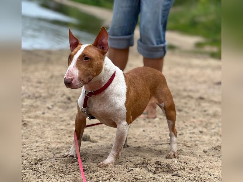 Miniatur Bullterrier Hündin