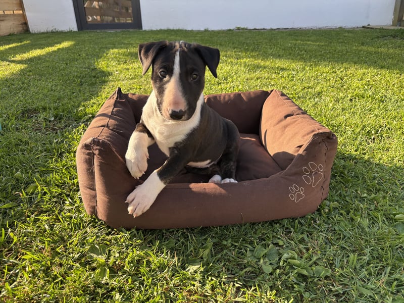 Standard Bullterrier