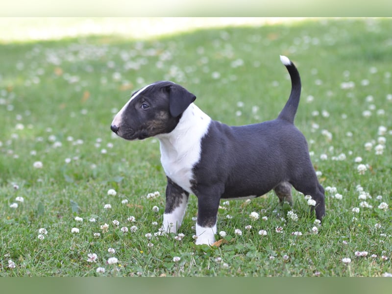 Standard Bullterrier