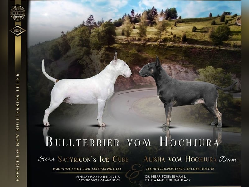 Standard Bullterrier