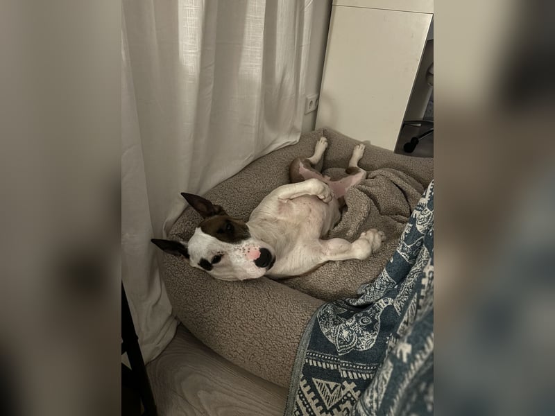 Das ist Haku - ein Bulli mit großem Herz und besonderem Charakter