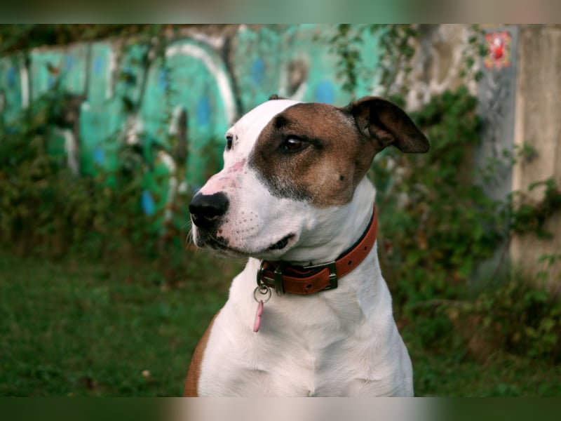 Das ist Haku - ein Bulli mit großem Herz und besonderem Charakter