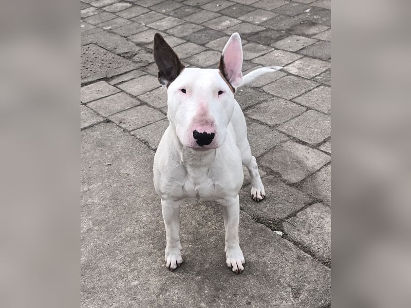 Bullterrier