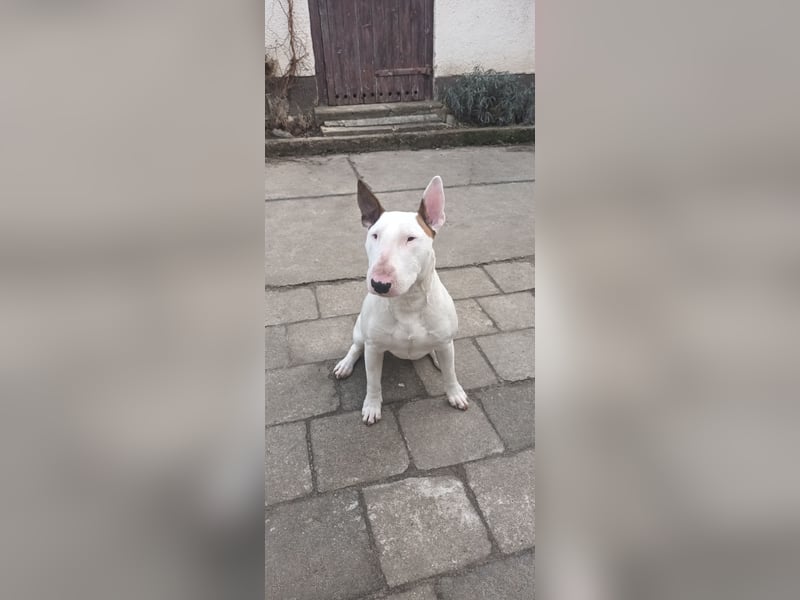 Bullterrier