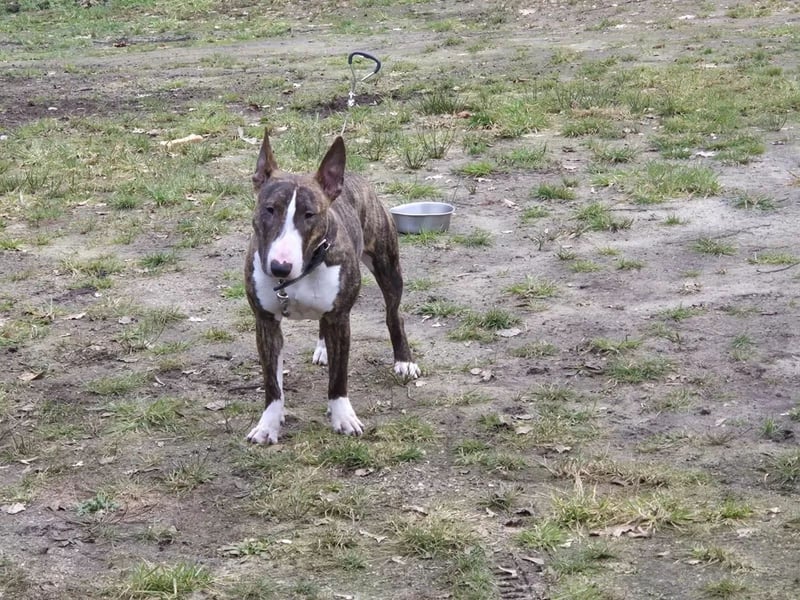 Standard Bullterrier Hündin
