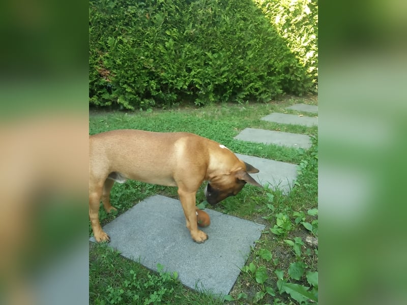 Miniatur-Bullterrier   Rüde