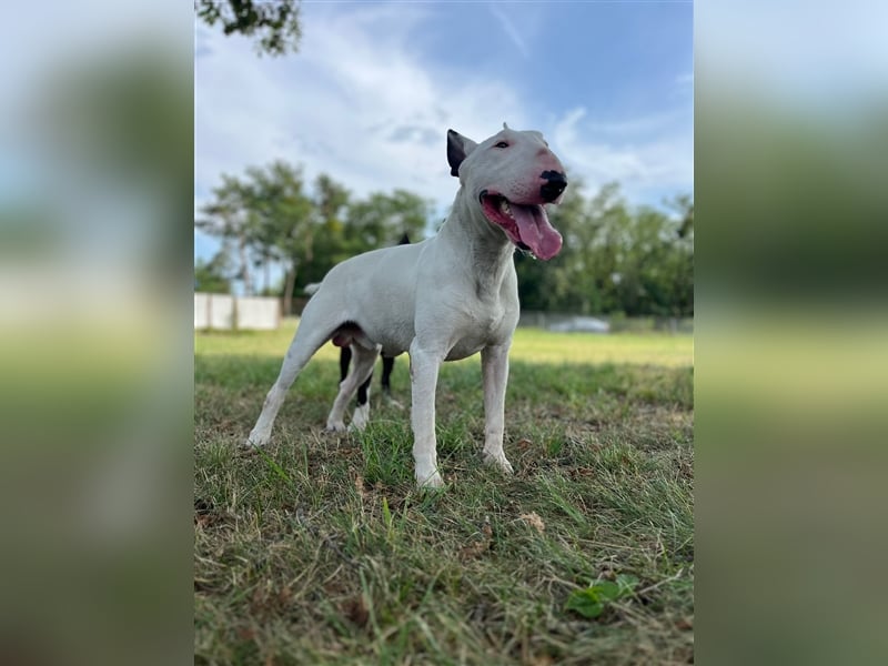 Standard Bullterrier 'Isidor', ausgebildet sucht...