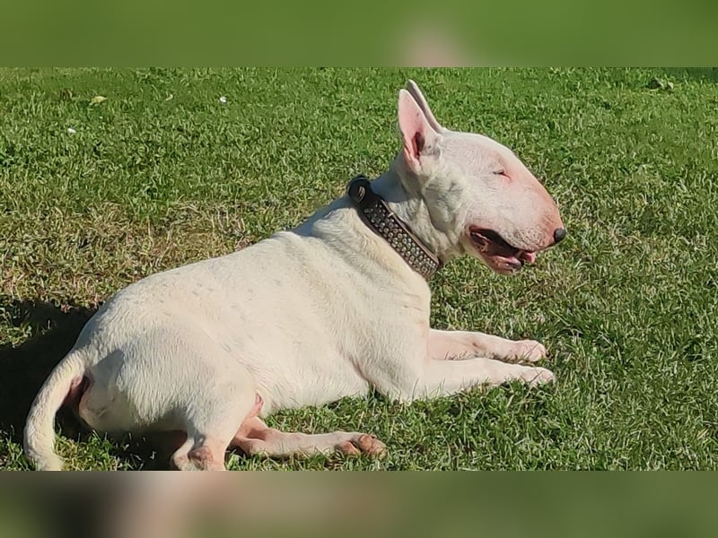 Bullterrier Rüde Standard