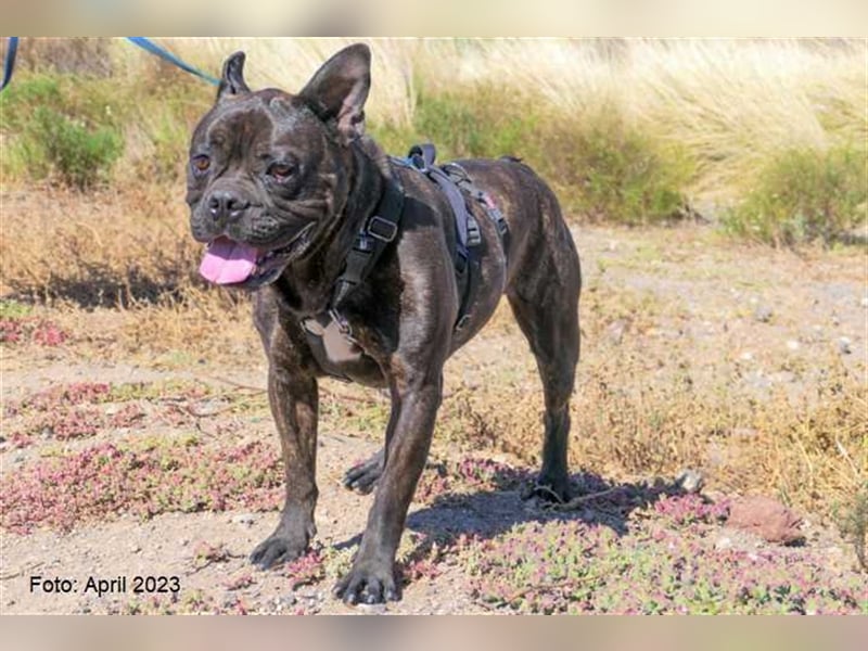 Bulli sucht neue Herausforderungen