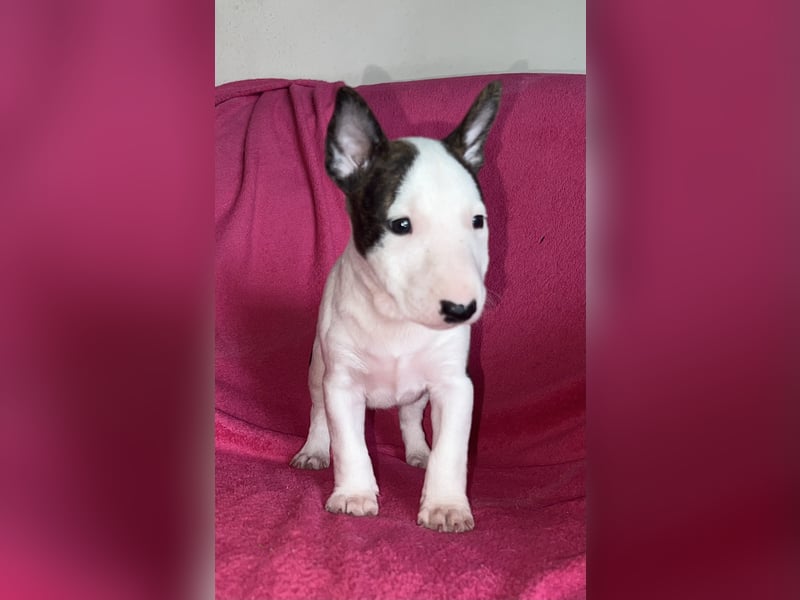 Miniatur Bullterrier Rüde