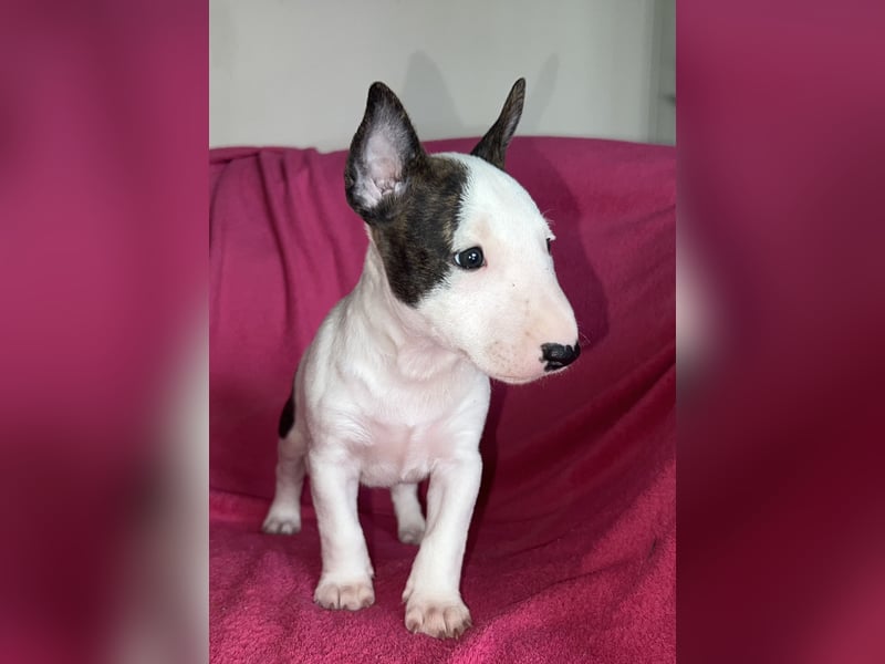 Miniatur Bullterrier Rüde