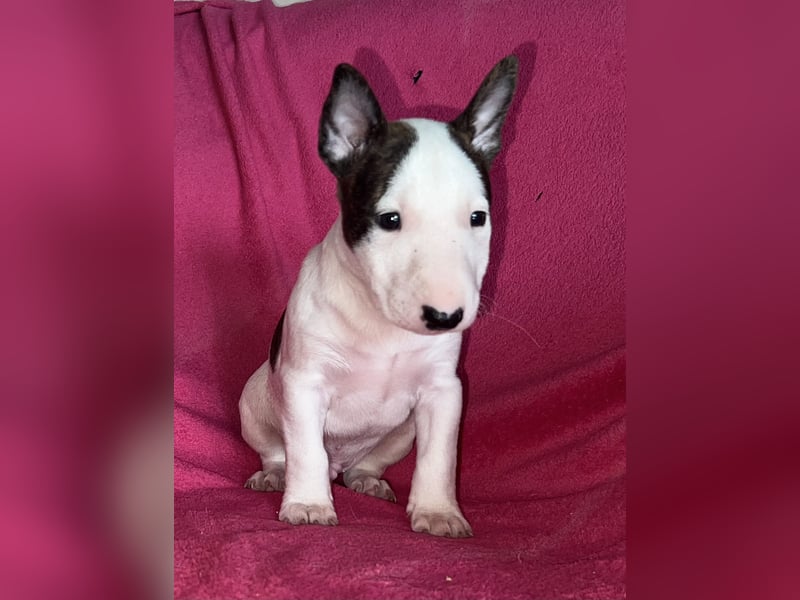 Miniatur Bullterrier Rüde