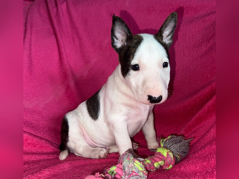 Miniatur Bullterrier Rüde