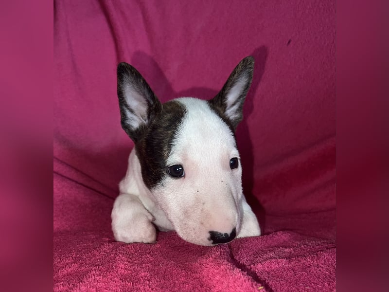 Miniatur Bullterrier Rüde