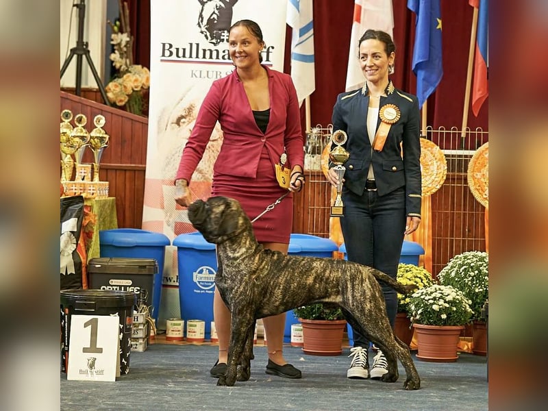 Bullmastiff Deckrüde zu verkaufen