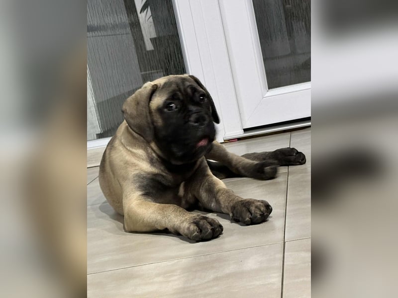 Bullmastiff welpen
