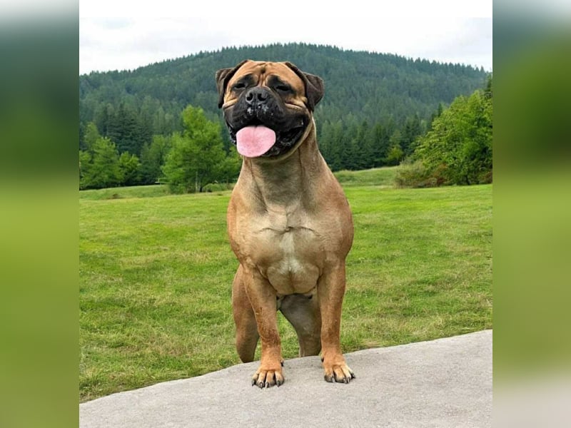 Bullmastiff welpen