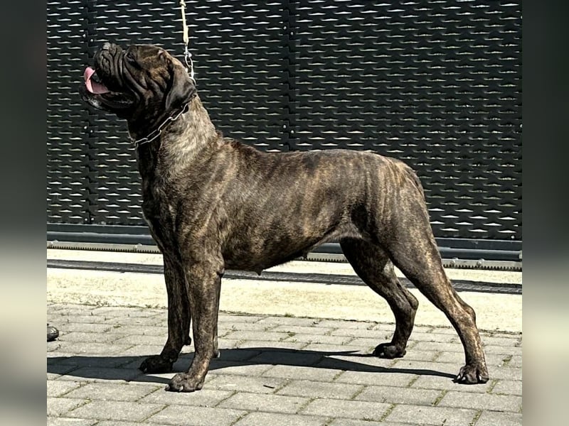 Bullmastiff-Hündin