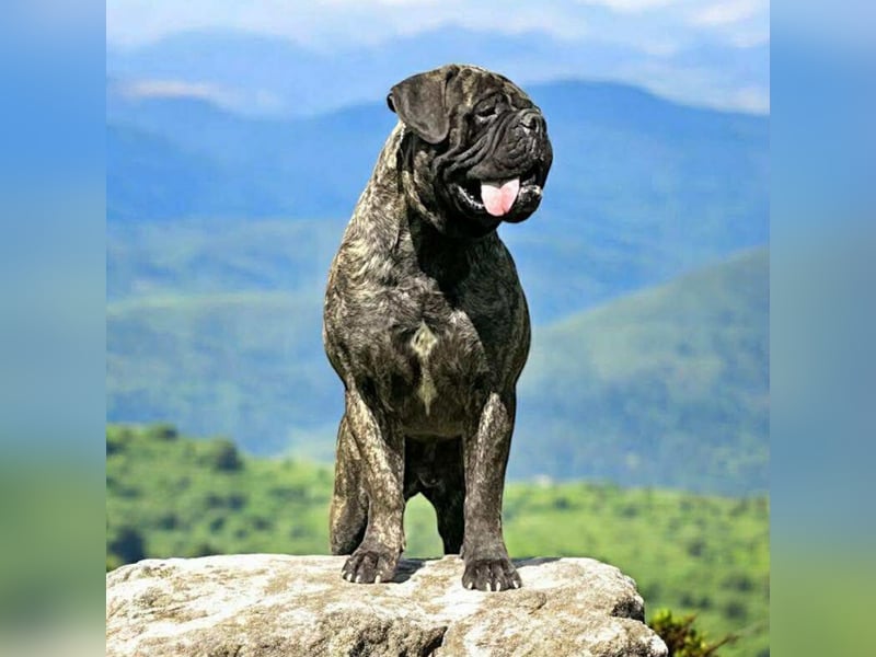 Bullmastiff welpen