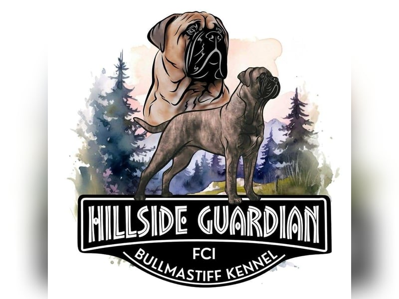Bullmastiff-Hündin