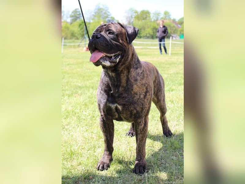 Bullmastiff-Hündin