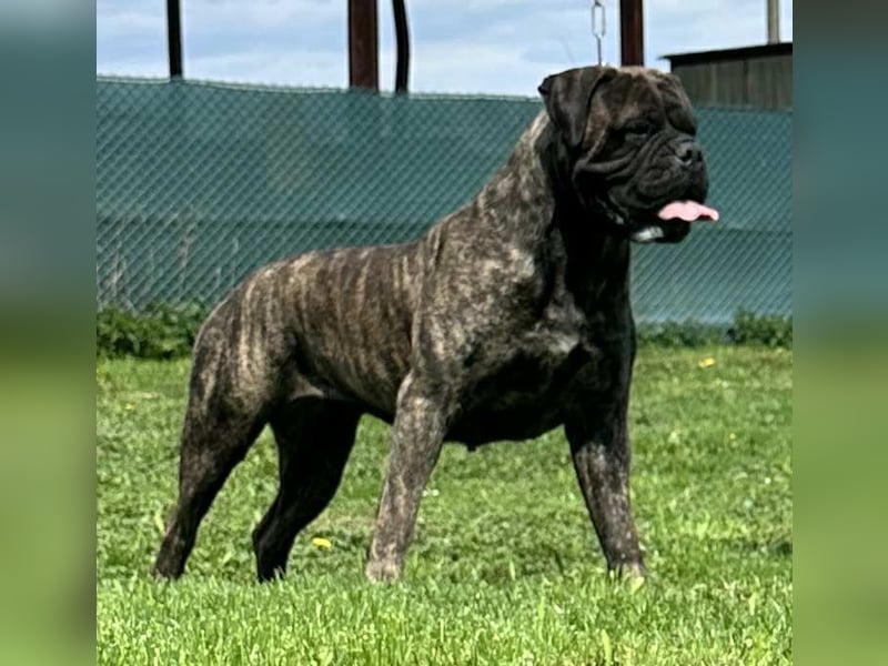 Bullmastiff-Hündin