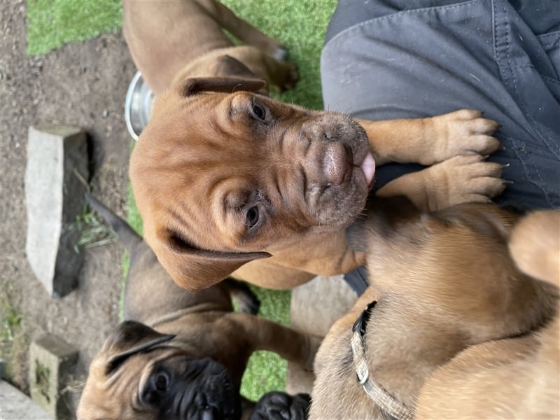 Bullmastiff mix