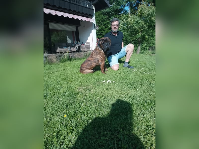 Bullmastiff Deckrüde mit Ahnentafel